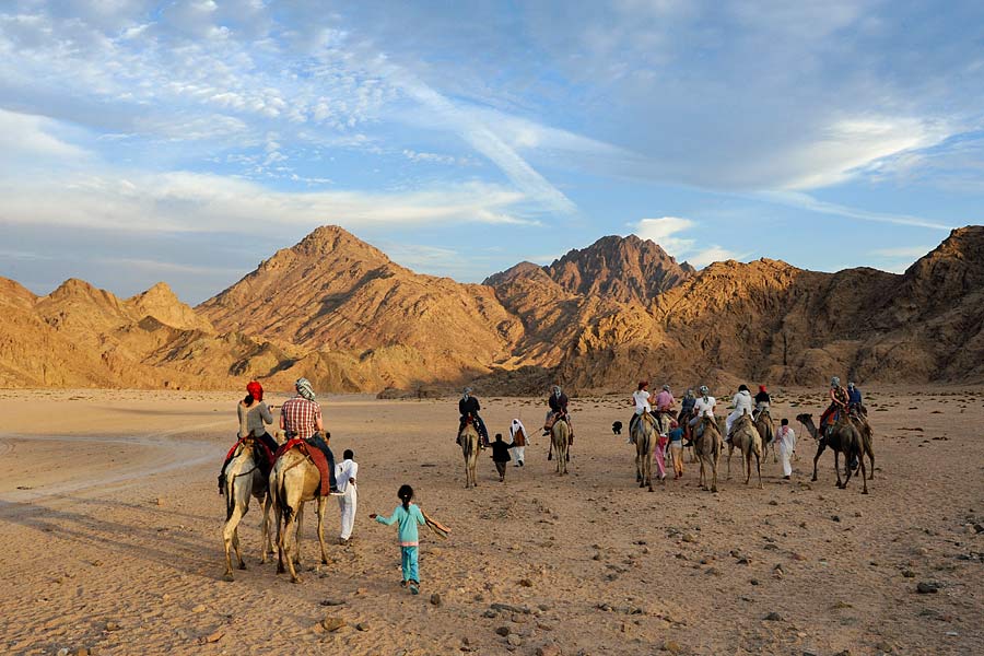 Camels in Egypt