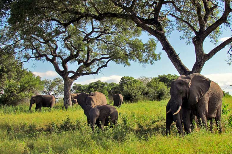 Kruger National Park, South Africa