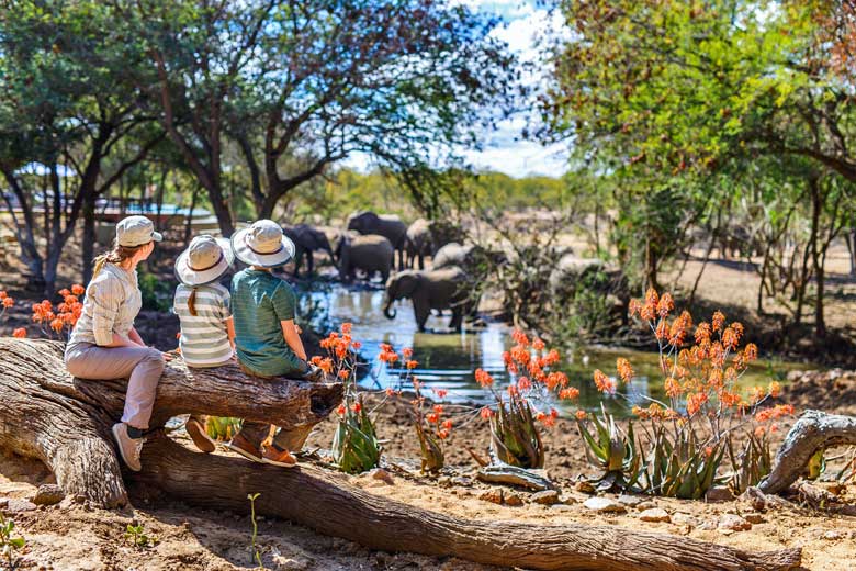 Watching elephants at the water hole