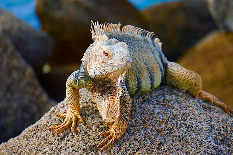 Meet the friendly locals at Sandals Grenada