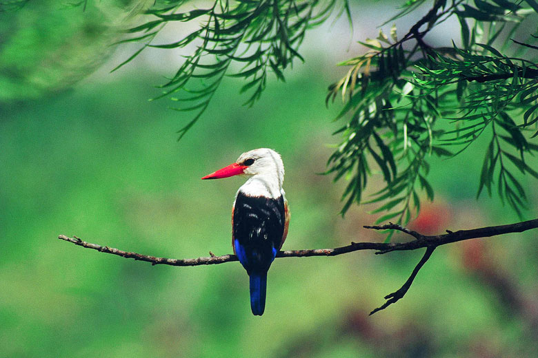 Grey headed kingfisher