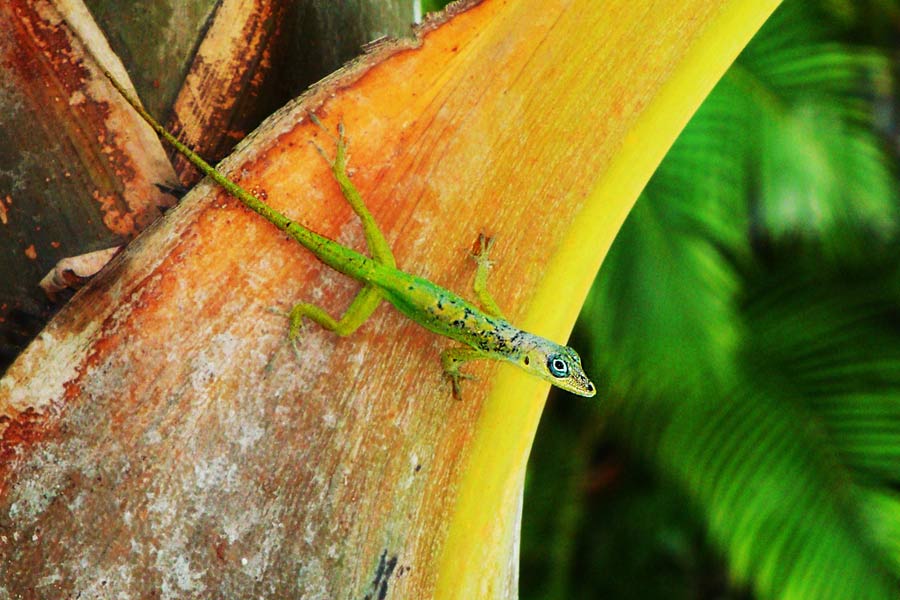 Hunte's Garden, Barbados