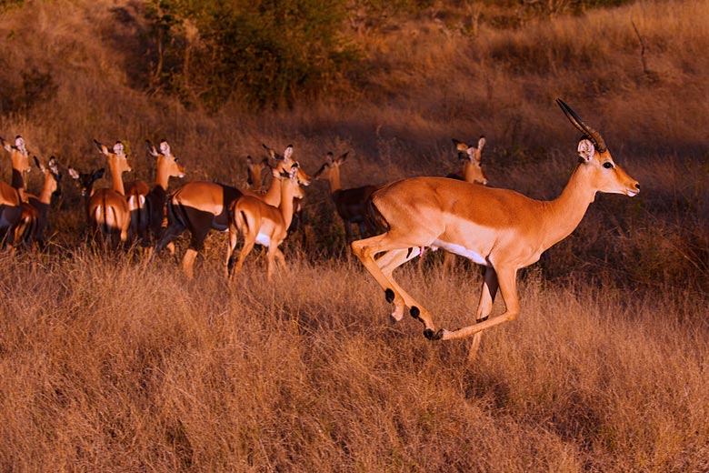 Impala near Victoria Falls, Zimbabwe