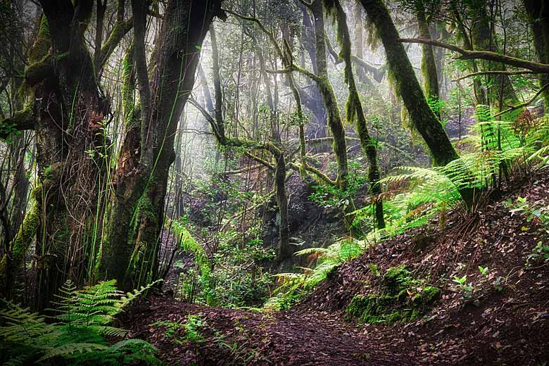 Laurel forest, La Gomera