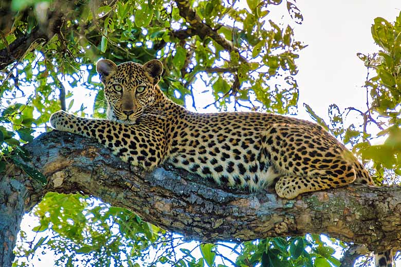 Idling leopard, Kruger National Park, South Africa