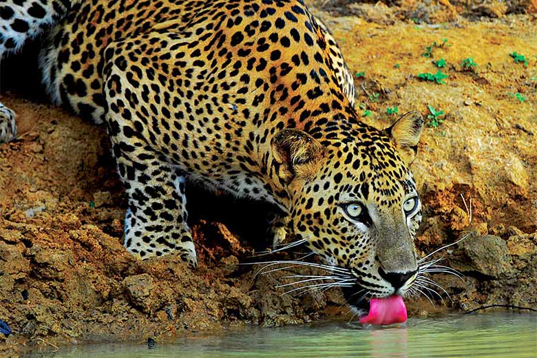 Leopard in Yala National Park, Sri Lanka