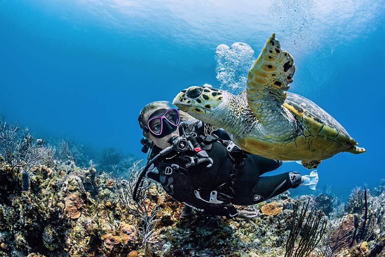 Turtle-watching on a reef in St Lucia