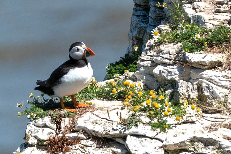 Puffin on Bempton Cliffs