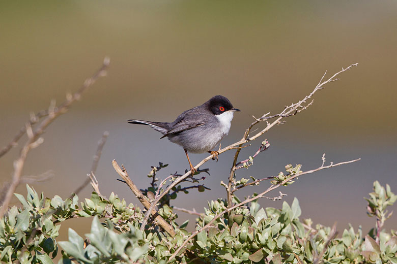 Sardinian warbler in Ria Formosa Natural Park, Algarve