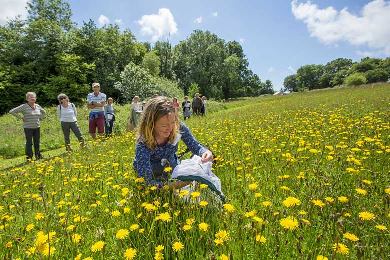 Scientist collecting insect samples in Waun Las Nature Reserve