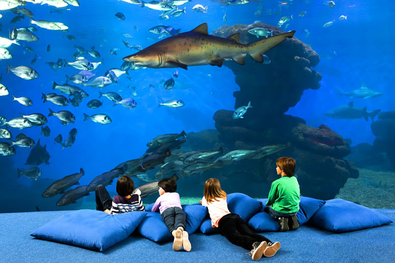 Shark Sleepover at the Palma Aquarium, Majorca