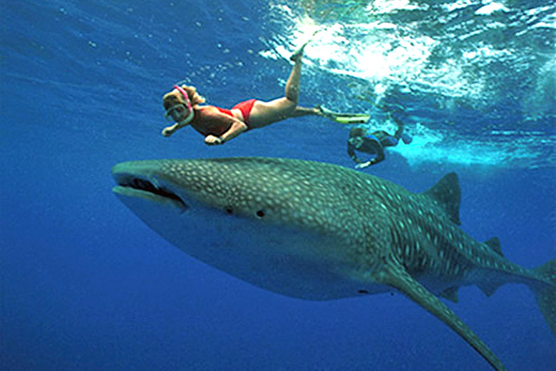 Swimming with whale sharks