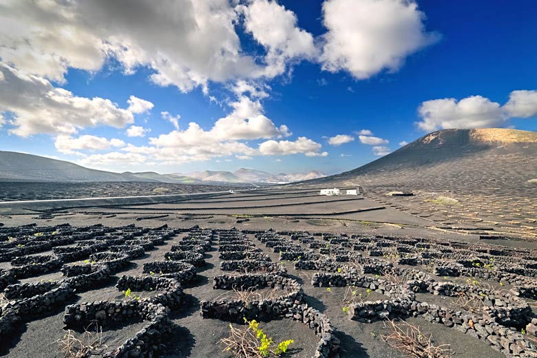 Vineyard in typical Lanzarote landscape at La Geria