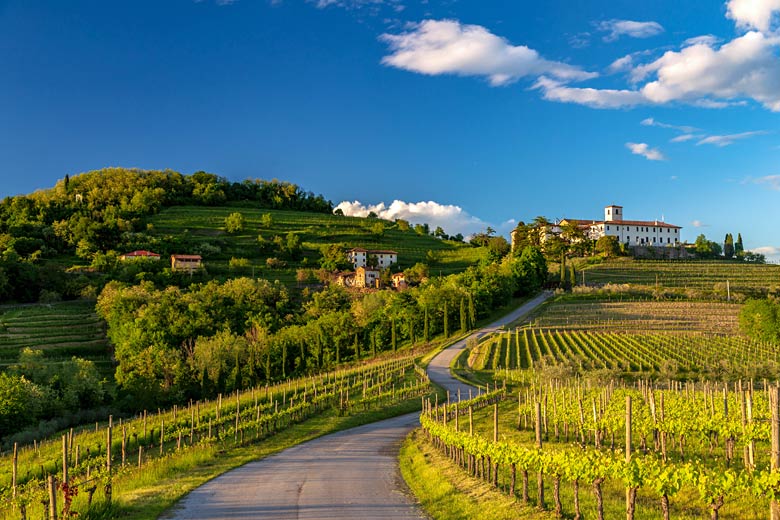 Vine-striped Friuli Venezia Giulia region of Italy