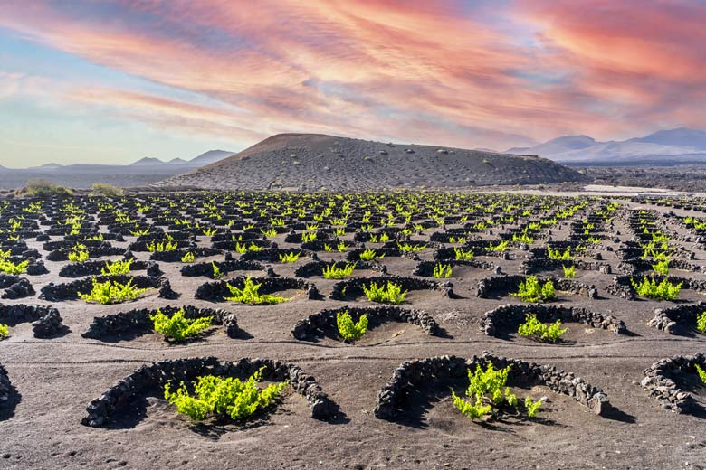 The unique volcanic vineyards of Lanzarote