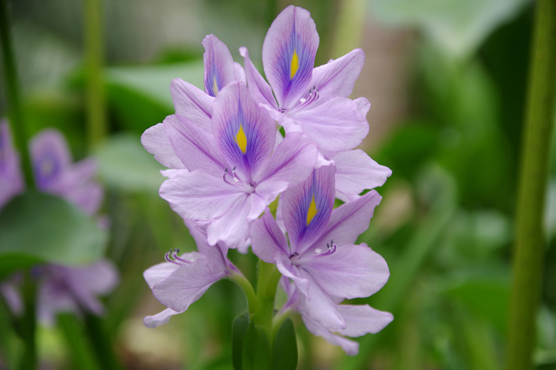 Water Hyacinth in Hunte's Gardens, Barbados