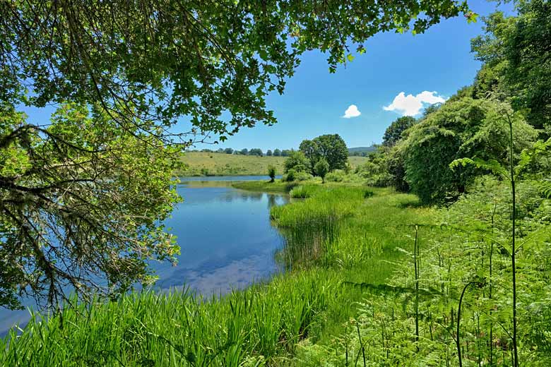 Lush green wetlands in Nebrodi National Park, Sicily