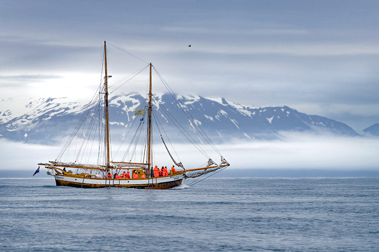 Scanning the horizon for whales, Iceland