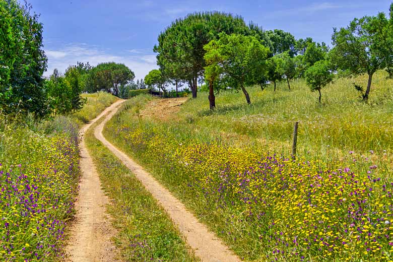 Wild flowers along the Rota Vicentina, southwest Portugal