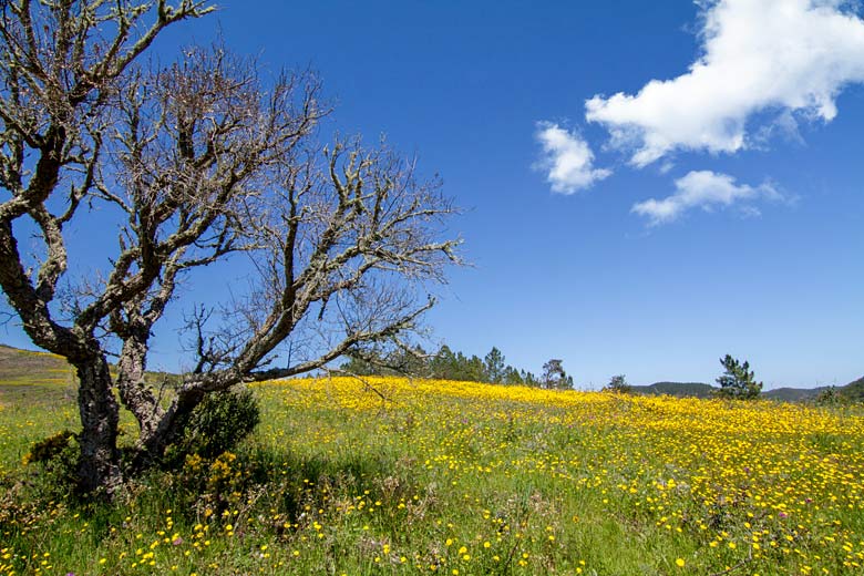 Expect to see fields of wildflowers, such as marigolds