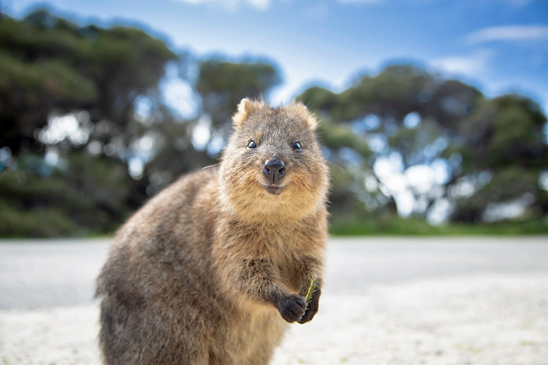 Meet seriously cute quokkas on Rottnest Island