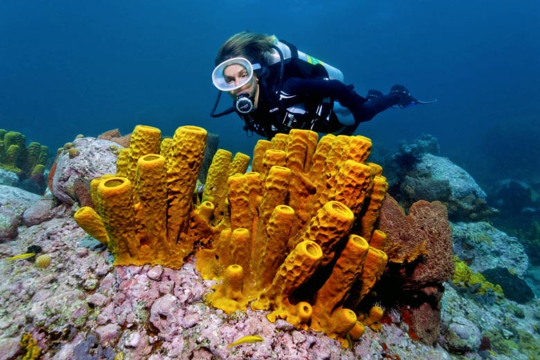 Yellow tube sponge at Fairyland